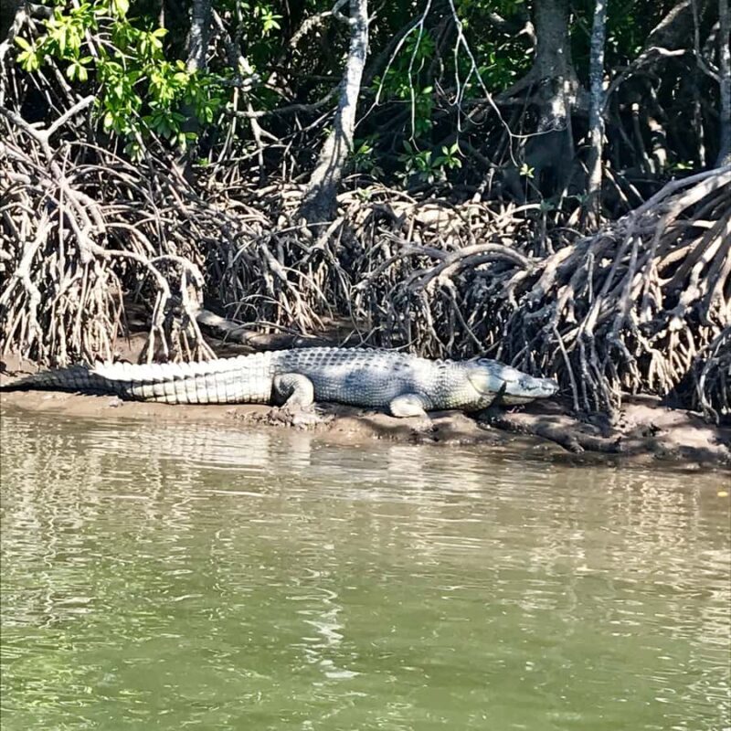 Port Douglas: River Cruise, Crocodile Spotting, Drink/ Snack - An Authentic Port Douglas Experience: What to Expect