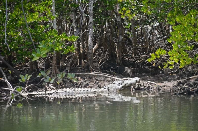 Port Douglas: River Cruise, Crocodile Spotting, Drink/ Snack - Who Will Love This Tour?