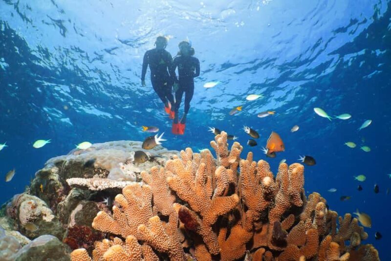 Port Douglas: Silversonic Great Barrier Reef Dive & Snorkel - Snorkeling and Diving Options