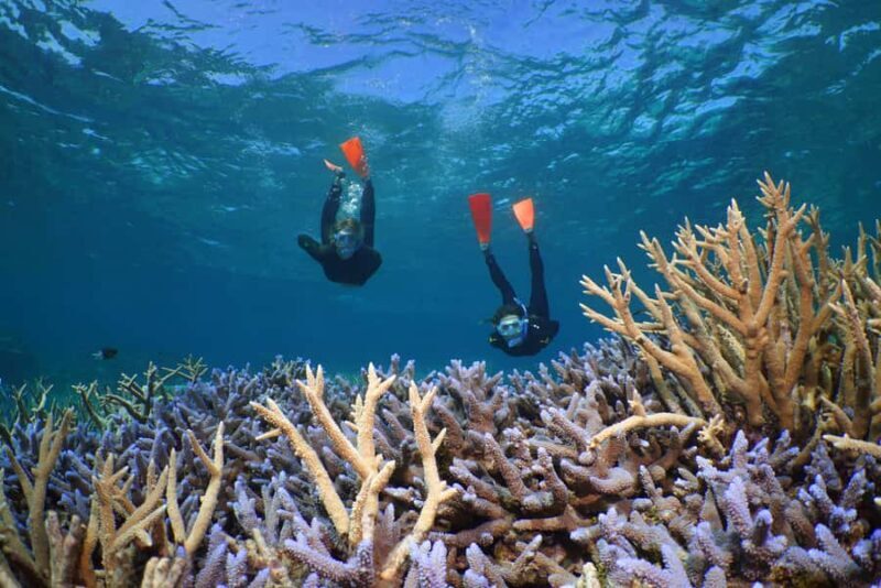 Port Douglas: Silversonic Great Barrier Reef Dive & Snorkel - The Whale Season Highlight
