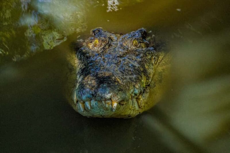Port Douglas: Wildlife Habitat Croc Feed Experience & Entry - Key Points