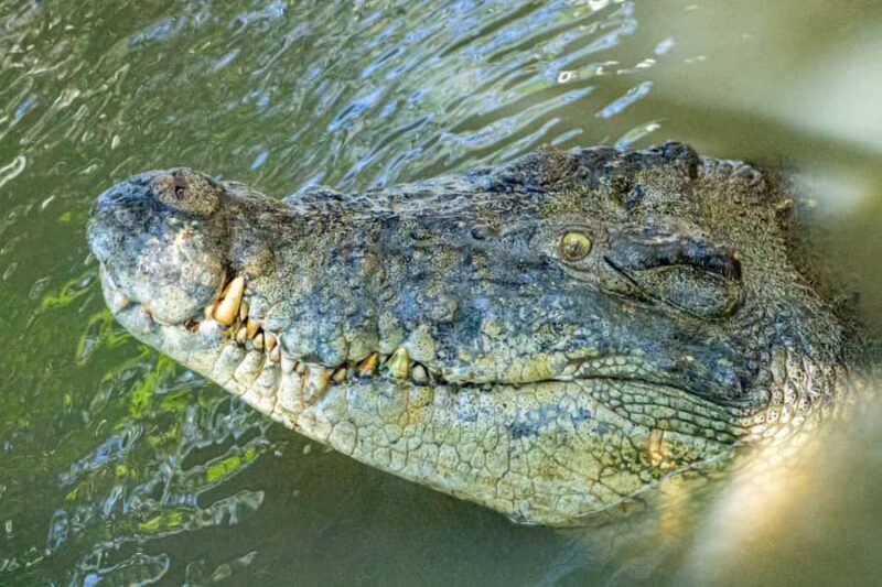 Port Douglas: Wildlife Habitat Croc Feed Experience & Entry - Final Thoughts