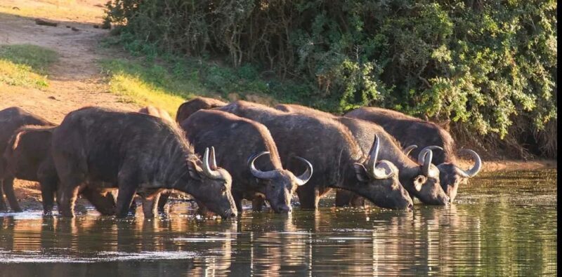 Port Elizabeth: 3-Day Addo Elephant National Park Safari - Key Points