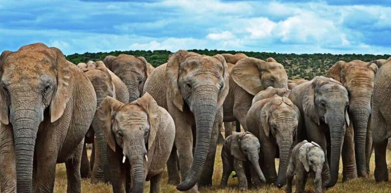 Port Elizabeth: 3-Day Addo Elephant National Park Safari - An In-Depth Look at the 3-Day Addo Elephant Safari