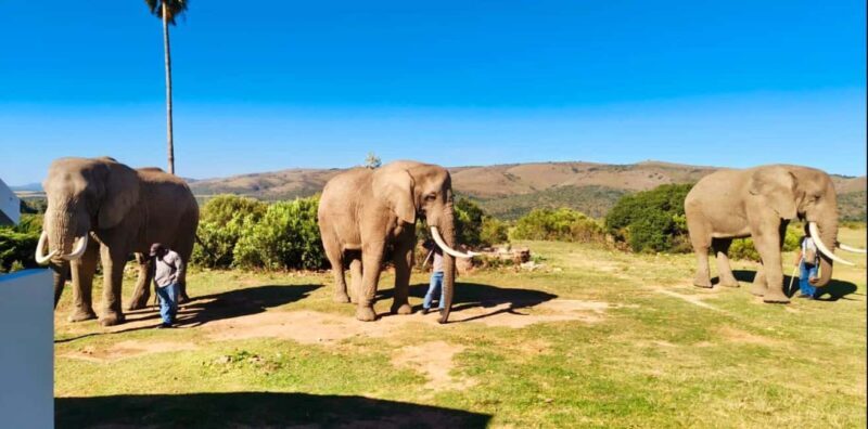 Port Elizabeth: 3-Day Addo Elephant National Park Safari - Who Should Consider This Tour?