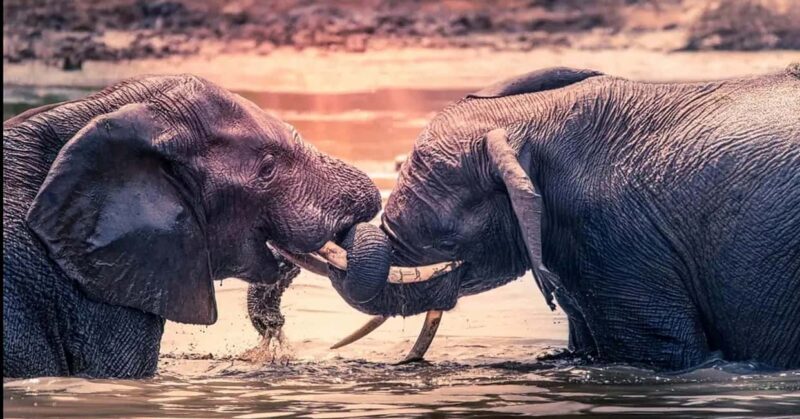 Port Elizabeth: 3-Day Addo Elephant National Park Safari - The Sum Up