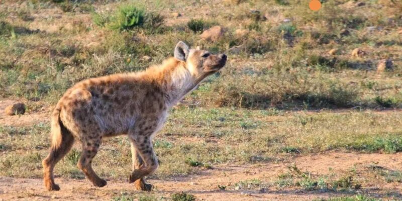 Port Elizabeth: 3-Day Garden Route via Addo Elephant Park - The Sum Up