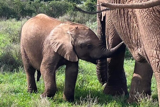 Port Elizabeth Addo Elephant National Park All Inclusive Safari - Key Points