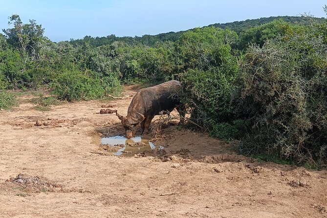 Port Elizabeth Addo Elephant National Park All Inclusive Safari - Introduction: What Makes This Safari Stand Out?