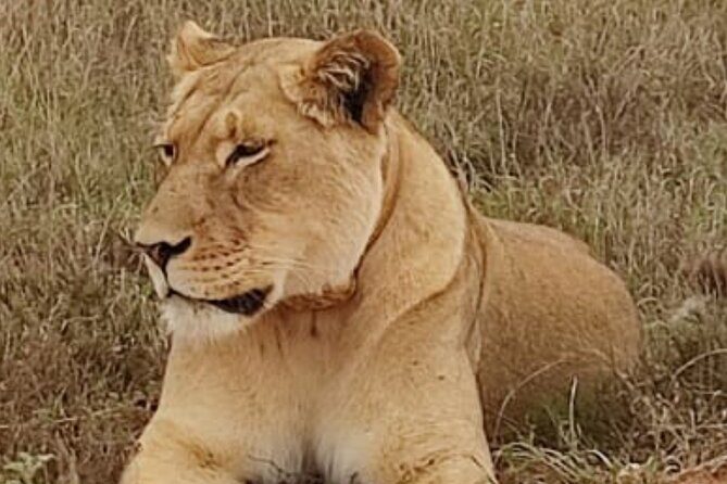 Port Elizabeth Addo Elephant National Park All Inclusive Safari - North Section Game Drive