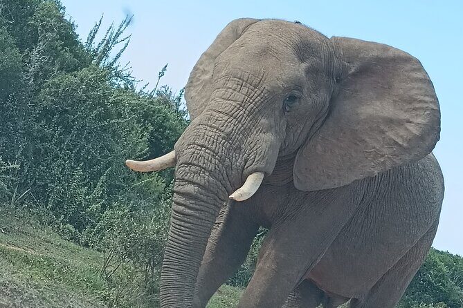 Port Elizabeth Addo Elephant National Park All Inclusive Safari - Return and Drop-Off