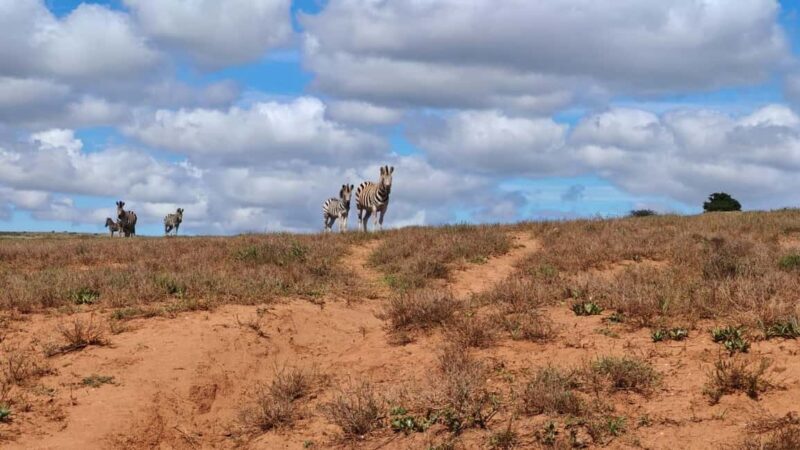 Port Elizabeth: Addo Elephant National Park Safari Tour - Key Points