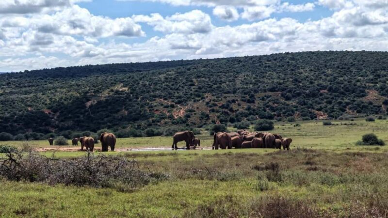 Port Elizabeth: Addo Elephant National Park Safari Tour - The Journey to Addo Elephant National Park