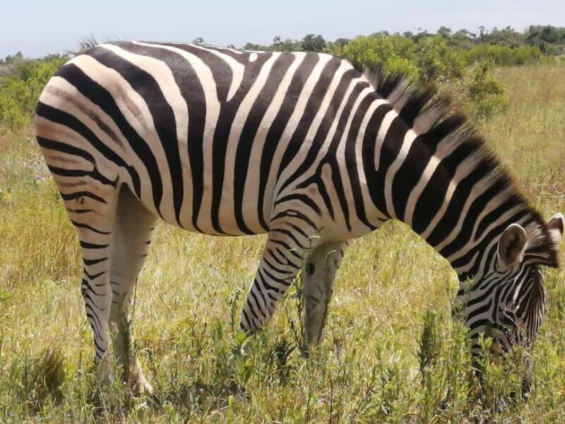 Port Elizabeth: Addo Elephant National Park Safari Tour - Wildlife Sightings and Authentic Encounters