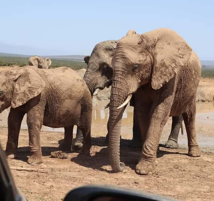 Port Elizabeth Addo elephant national park tour - Key Points