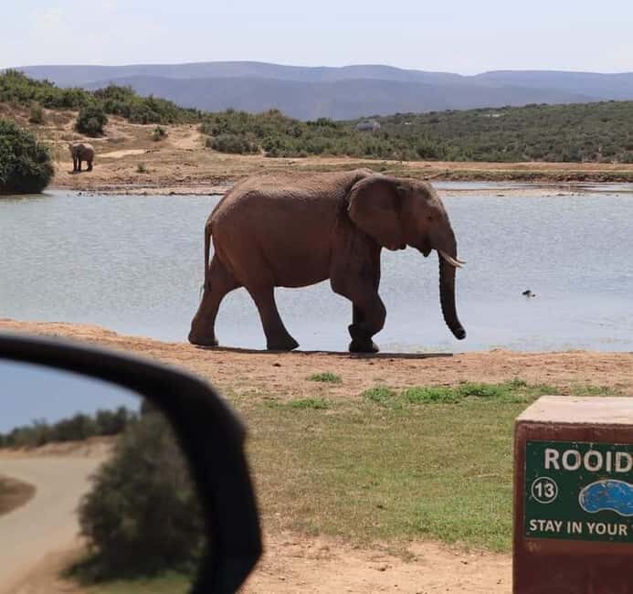 Port Elizabeth Addo elephant national park tour - A Closer Look at the Addo Elephant National Park Tour