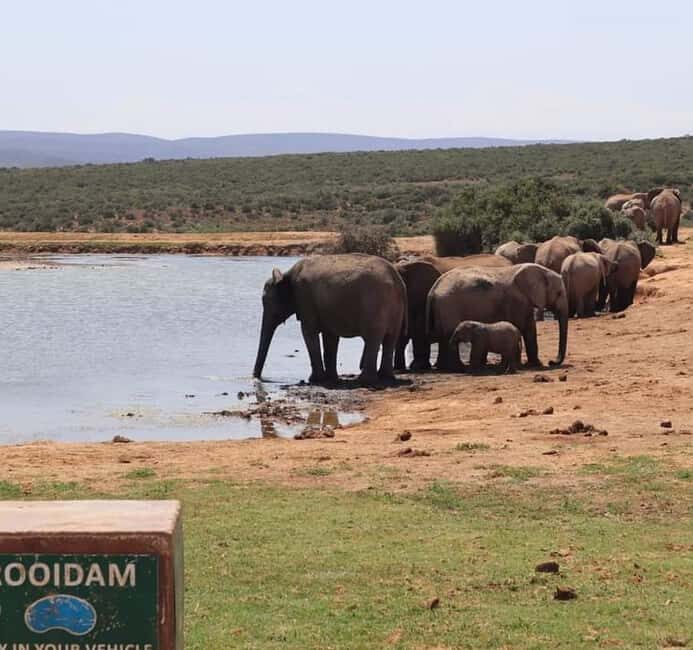 Port Elizabeth Addo elephant national park tour - Final Thoughts