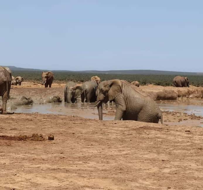Port Elizabeth Addo elephant national park tour - FAQ