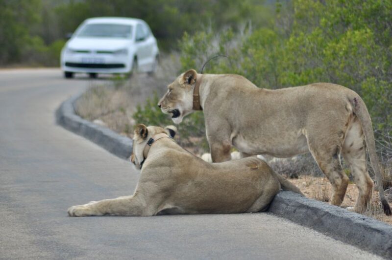 Port Elizabeth: Addo Elephant Park Full-Day Safari - Key Points