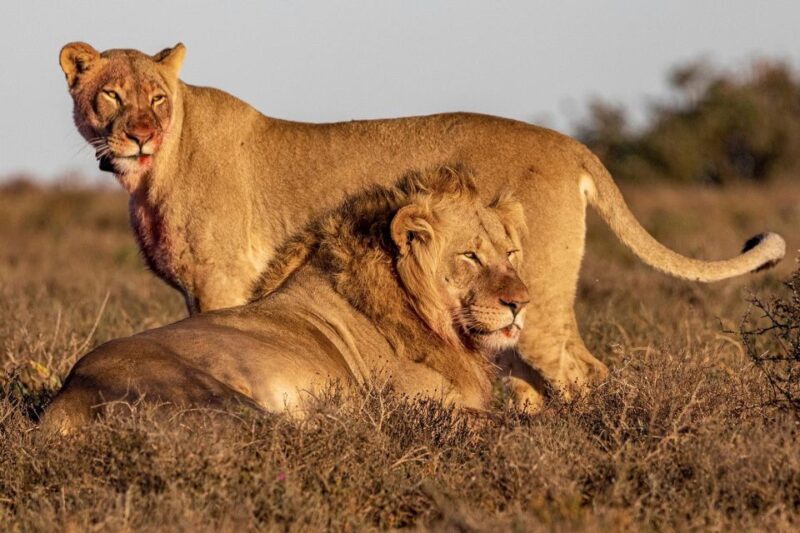 Port Elizabeth: Addo Elephant Park Full-Day Safari - What is the Addo Elephant Park Full-Day Safari?