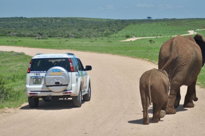 Port Elizabeth: Addo Elephant Park Full-Day Safari - Wildlife Encounters and Viewing Experience