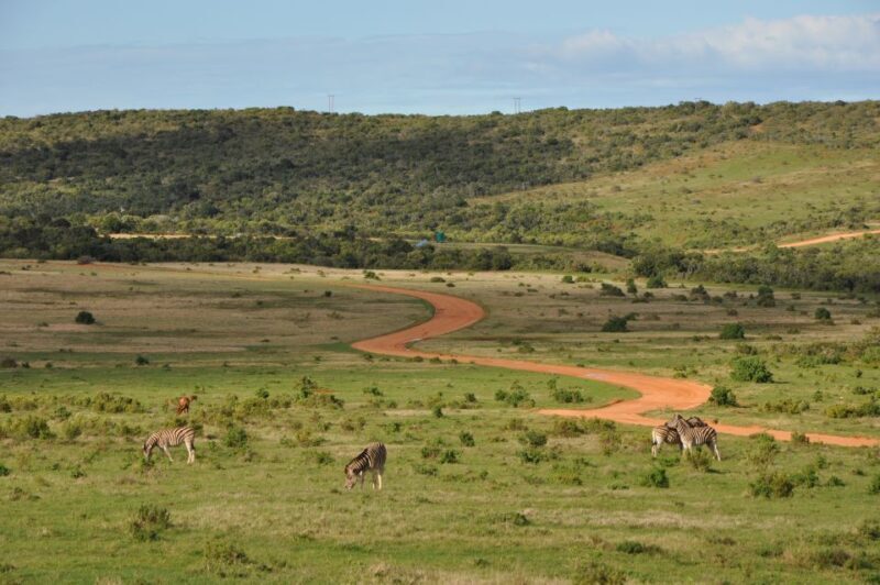Port Elizabeth: Addo Elephant Park Full-Day Safari - The Scenic Side of Addo