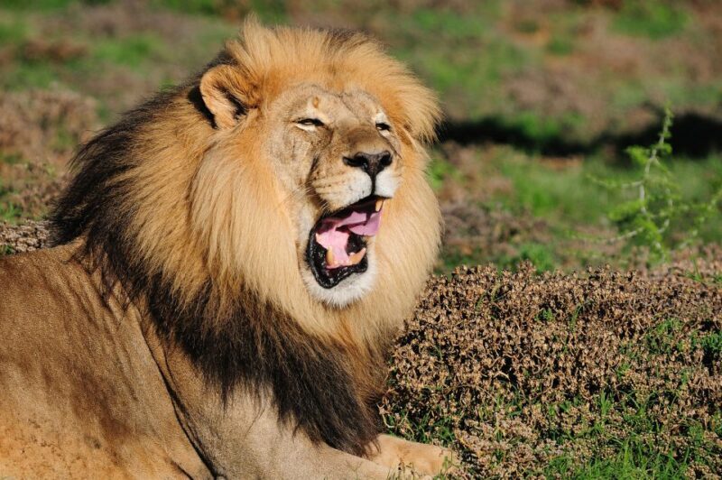 Port Elizabeth: Addo Elephant Park Full-Day Safari - The Practicalities: Transportation, Price, and Comfort