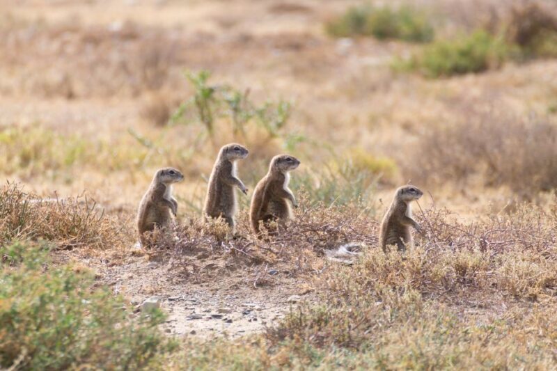 Port Elizabeth: Addo Elephant Park Full-Day Safari - Authentic Experiences and Personal Touches