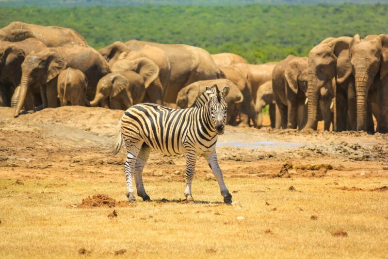 Port Elizabeth: Addo Elephant Park Full-Day Safari - The Sum Up: Who Should Consider This Safari?