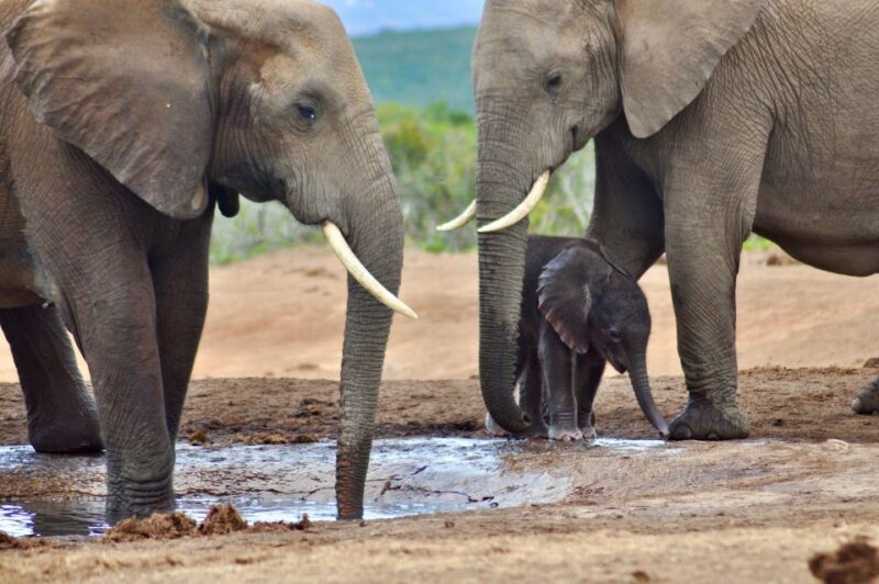 Port Elizabeth: Addo Elephant Park Full-Day Safari - FAQ