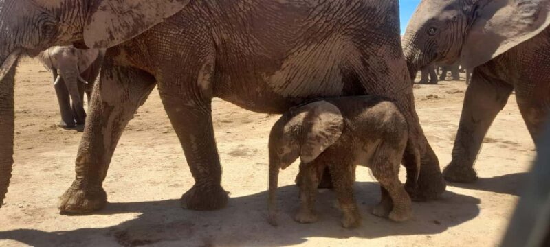 Port Elizabeth: Addo Elephant Park Shore Excursion & Safari - Key Points