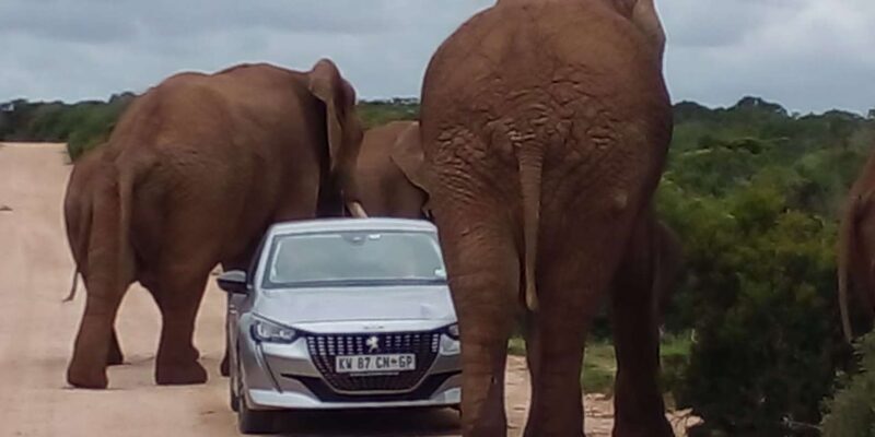 Port Elizabeth: Addo Elephant Park Shore Excursion & Safari - Authentic Encounters and Real Reviews