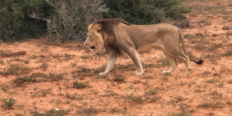 Port Elizabeth: Addo Elephant Park Shore Excursion & Safari - Practical Details