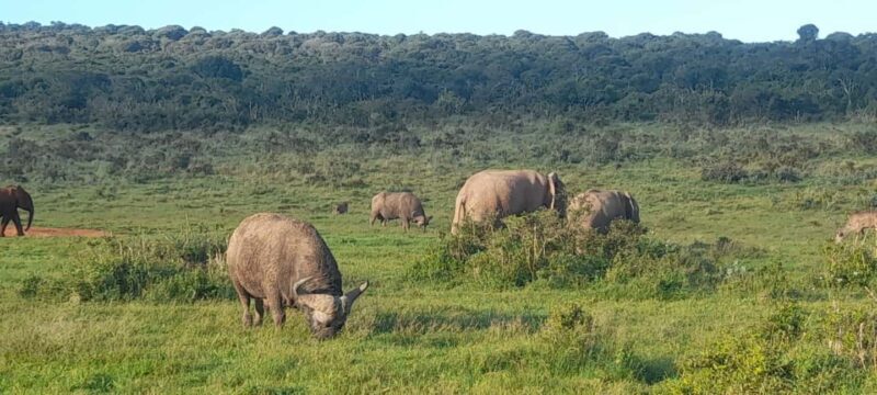 Port Elizabeth: Addo Elephant Park Shore Excursion & Safari - Who Should Consider This Tour?