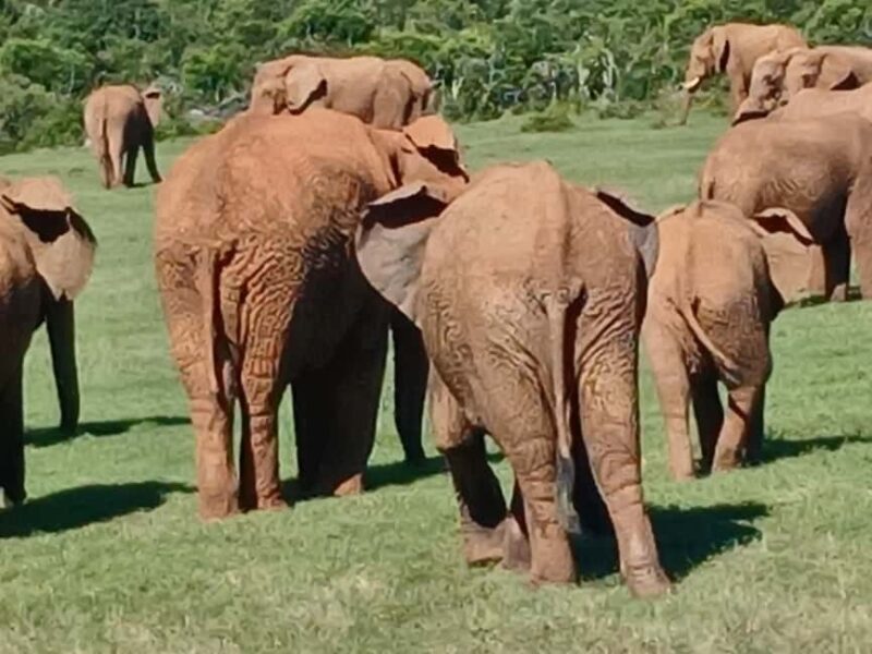 Port Elizabeth: Addo Elephant Park Shore Excursion & Safari - The Sum Up: Is It Worth It?