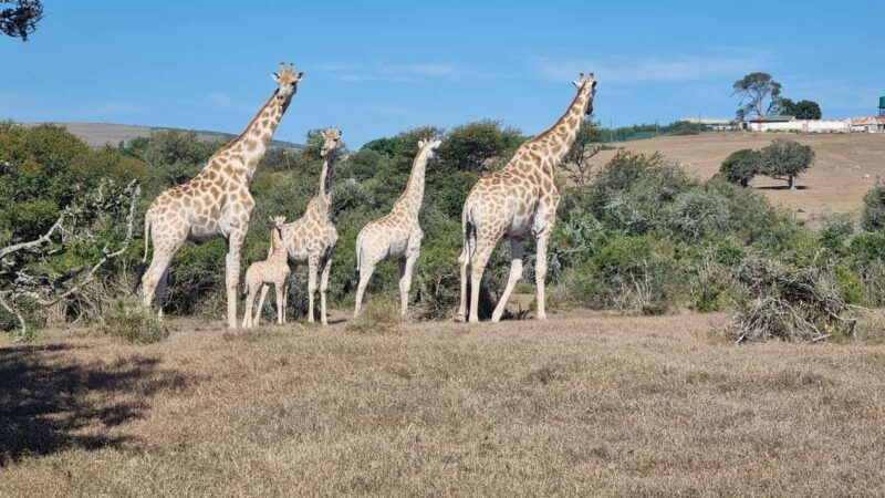 Port Elizabeth: Addo Park Safari with Giraffe Walk and Lunch - Who Will Love This Tour?