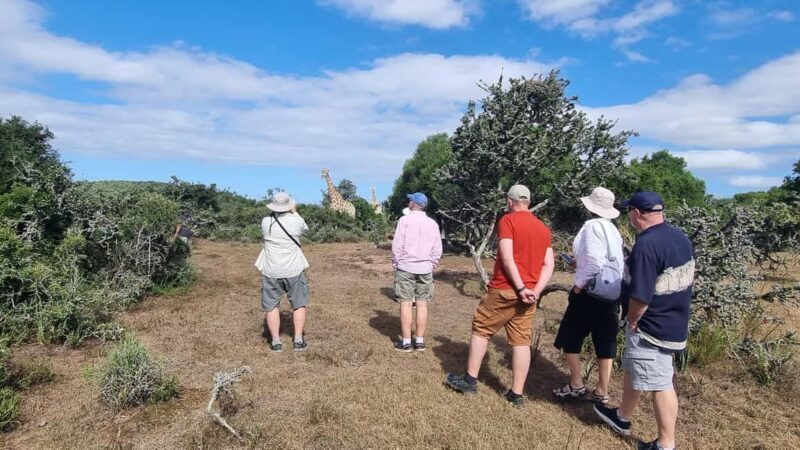 Port Elizabeth: Addo Park Safari with Giraffe Walk and Lunch - Key Points