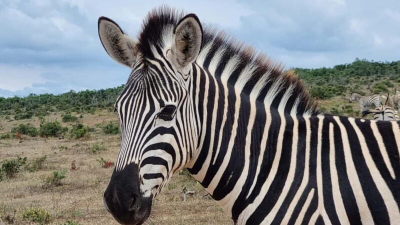 Port Elizabeth: Addo Park Safari with Giraffe Walk and Lunch - Why This Tour Offers Real Value