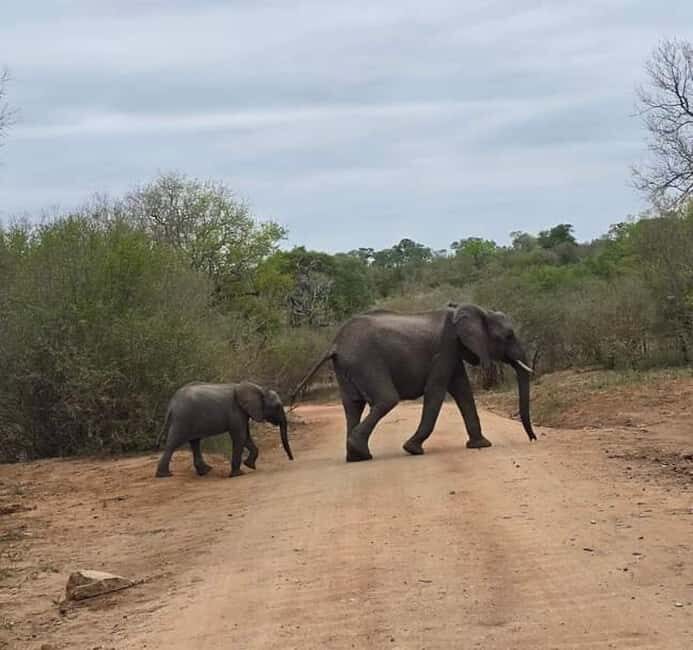 Port Elizabeth: Double Safari and city tour - Discover the Addo Elephant National Park and Port Elizabeth City in One Day