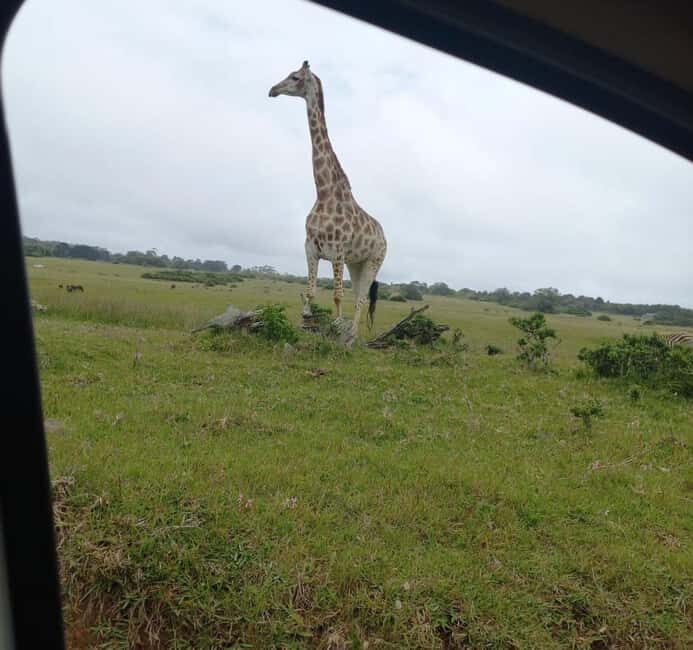 Port Elizabeth: Double Safari and city tour - Key Points