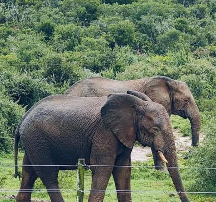 Port Elizabeth: Double Safari and city tour - Kragga Kamma Game Park: Convenience and Close Encounters