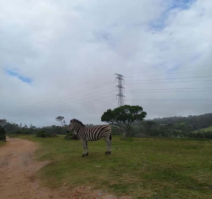 Port Elizabeth: Double Safari and city tour - Practical Details and What to Expect