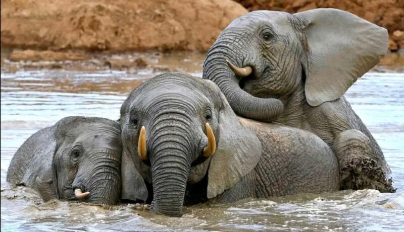 Port Elizabeth : Full-Day Addo Elephant Park Wildlife Tour - Key Points