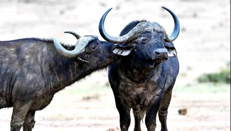 Port Elizabeth : Full-Day Addo Elephant Park Wildlife Tour - An Honest Look at the Tour Experience
