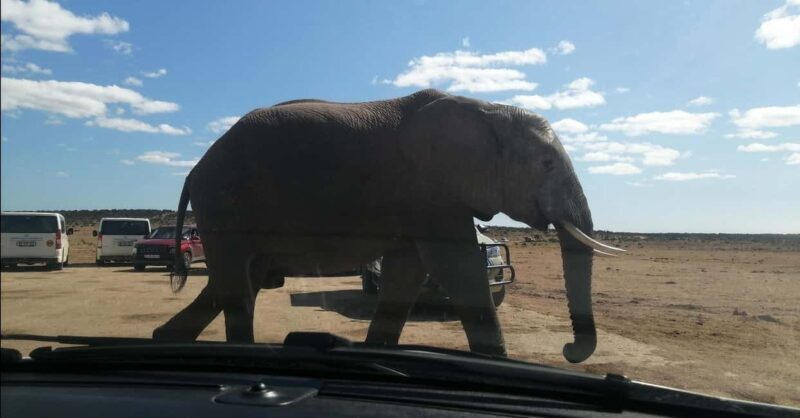 Port Elizabeth : Full-Day Addo Elephant Park Wildlife Tour - Who Is It Best For?