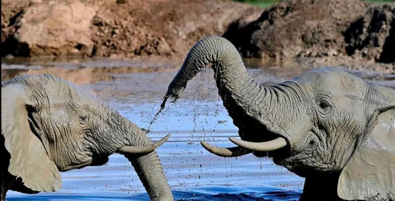 Port Elizabeth : Full-Day Addo Elephant Park Wildlife Tour - Final Thoughts