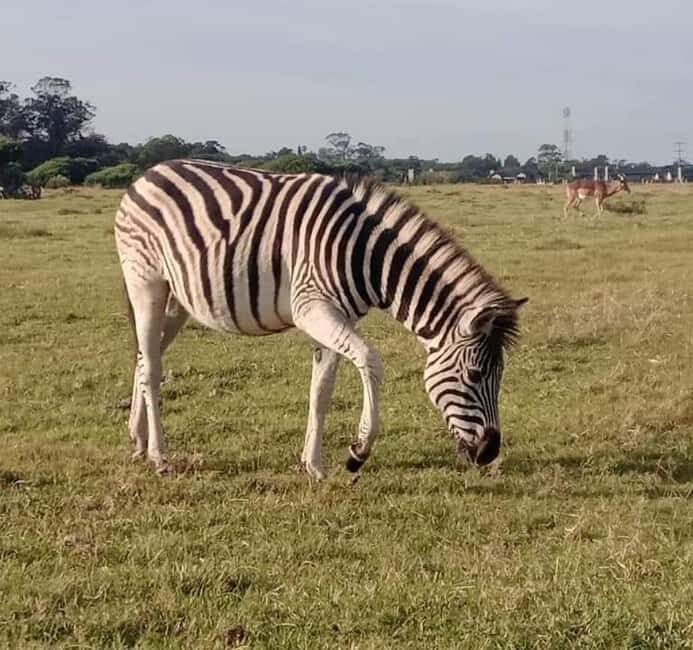Port Elizabeth: Kragga Kamma Game Park and City Tour - The Value of This Tour