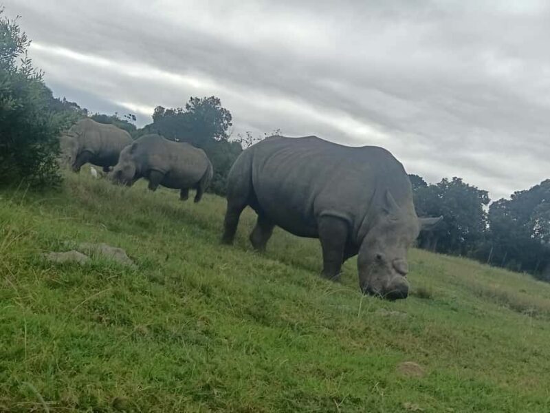 Port Elizabeth: Kragga Kamma Game Park Guided Tour - Key Points