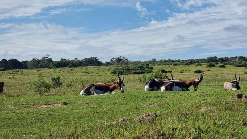 Port Elizabeth: Kragga Kamma Game Park Guided Tour - A Genuine Guide to the Kragga Kamma Experience