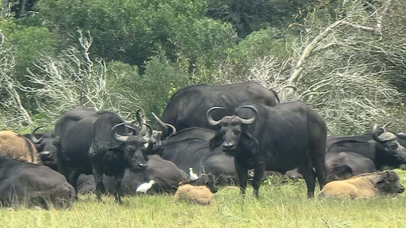Port Elizabeth: Kragga Kamma Game Park Guided Tour - FAQ
